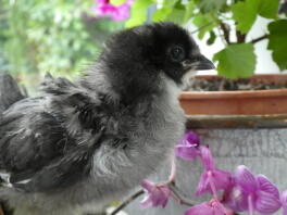 a small grey araucana chick stood in front of flowers