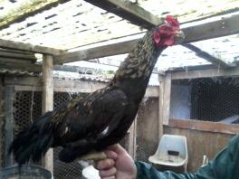 Holding a jet black Asil chicken.