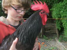 A large australorp cockrele.