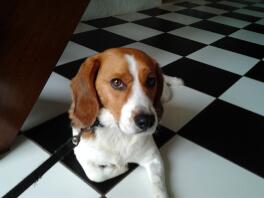 beagle dog sat on a checked floor