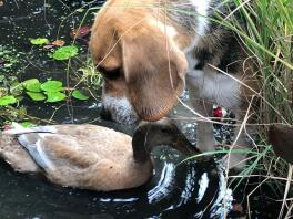 a brown white and black beagle looking at a duck in a pond