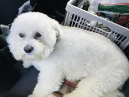 Bichon Frise Dog