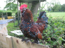 a brown and black booted bantam chicken stood on a wooden fence