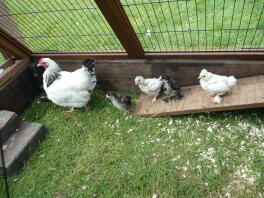 Light sussex mum with booted bantam chicks