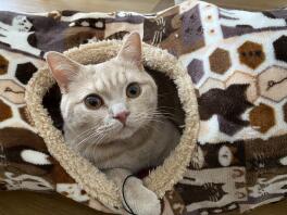 A grey cat peeping out of a bed.