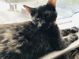 Cat on windowsill