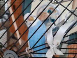 A budgie climbing over the inside of the Geo bird cage.