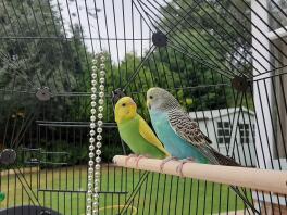 Budgies in Omlet Geo Bird Cage