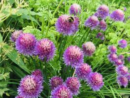 Bumblebee getting pollen