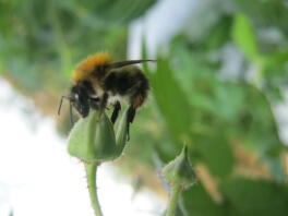 Bumbleee on a flower.