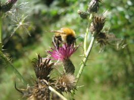 Bumbleee on a flower.