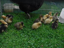 A flock of mallard call ducklings.