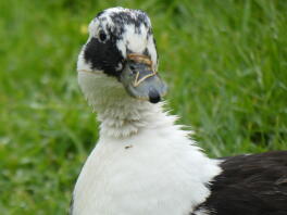 a black and white duck stood infront of grass