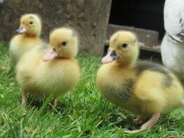 three baby magpie call ducklings with yellow and dark feathers