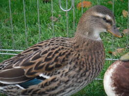 A mallard call duck.