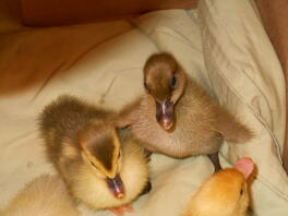 Brown Khaki Campbell duckling standing up tall