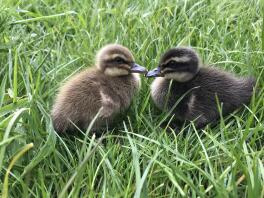 two small black and yellow ducklings sat on grass