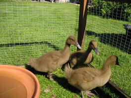 A set of brown campbell ducks.