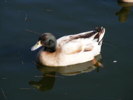 A campbell khiki ducks on water.