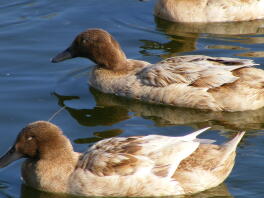 A campbell khiki ducks on water.