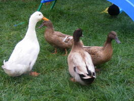 White call ducks,