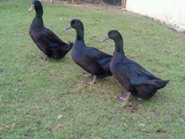 Three cayuga ducks.