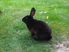 A chin rex rabbit - the colour of chesterfield furniture.