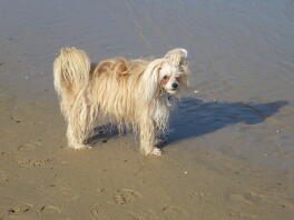 Ollie - chinese crested powderpuff