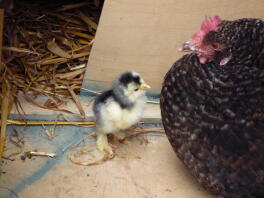 A cochin chick and mother hen.
