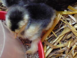 A day old cochin chick