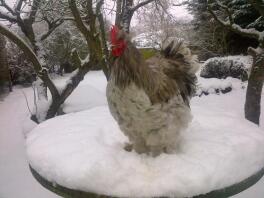 A large cochin chicken standing in the snow.