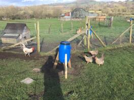 five legbar chickens in a large garden with a chicken wire and a large wooden chicken coop