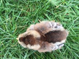 a baby chick on a lawn with brown feathers