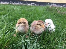 three chicks on a lawn, two of them are brown one is white