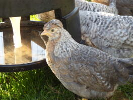 Cream legbar pullet