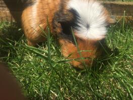 A tri colour crested guinea pig.