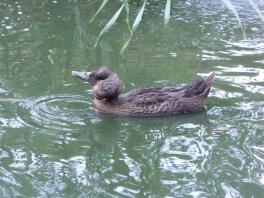 Crested duck in pond