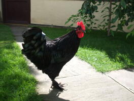 A croad langshan chicken looking at me.