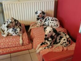 Three dalmatien dogs in their bed.
