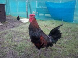 A derbyshire red chicken - red cap.