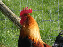 A close up of our dorking cockerel.