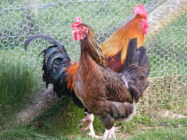 A lovely pair of red dorking chickens.