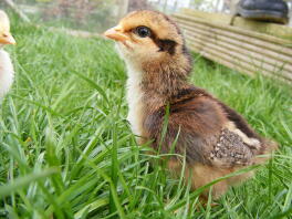 Our dorking hen has hatched a little dorking chick.