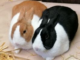 Peter and Lily our pair of dutch rabbits.