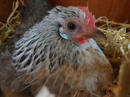 Broody dutch bantam hen