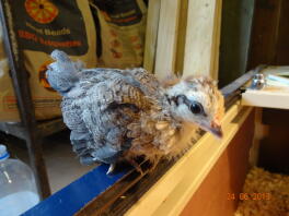 Dutch bantam chick