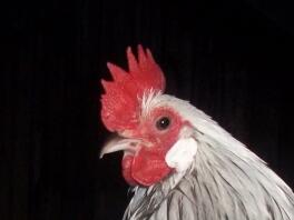 A quartet of silver dutch bantam chickens.