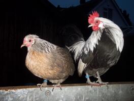 A pair of duch bantam chickens .