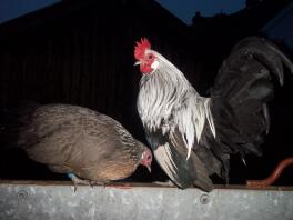 A silver dutch bantam cockerel