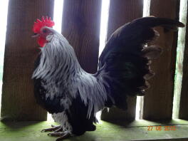 A handsome dutch bantam - silver.